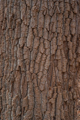 Tree Bark Texture