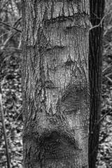 Fototapeta na wymiar Tree Bark Texture