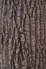 Tree Bark Texture