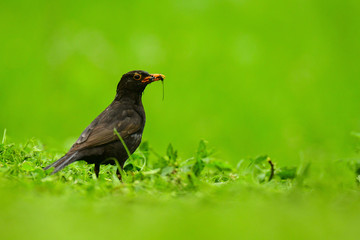Eurasian Blackbird (Turdus merula) on a background of green grass
