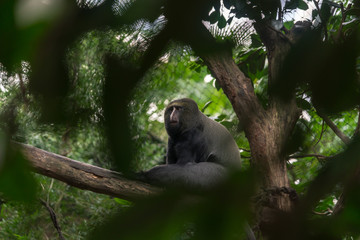 Owl-faced monkey sitting on a tree branch