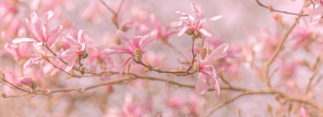 Magnolien im Frühling, Panorama