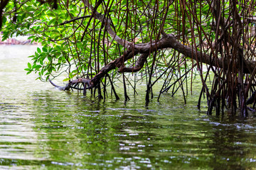 Obraz premium Mangroves on the bank of tropical river in Sri Lanka