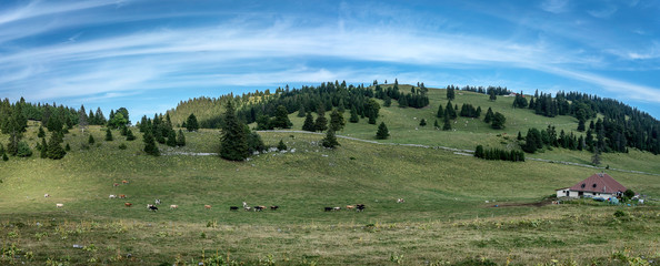 Vue panoramique du Jura suisse. À l'heure de la traite, un troupeau de bovins se met en route vers...