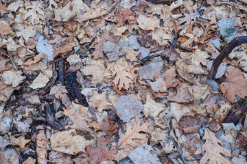 Leaves in Winter on the Forest Floor