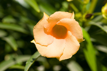 Oleander