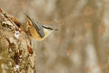 Naklejka premium Eurasian Nuthatch / Sitta europaea