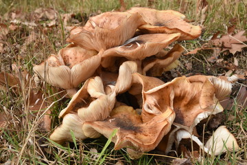 paddenstoel cantharel of hanekam in landgoed De Slangenburg in de Achterhoek 