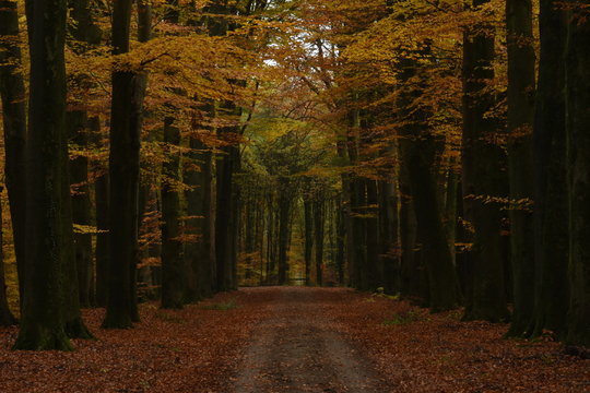 donkere en herfstige laan in beukenbos in landgoed De Slangenburg in de Achterhoek