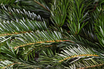 Closeup of  spruce branches selective focus. green Christmas background