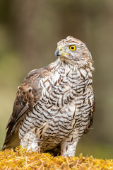 Goshawk