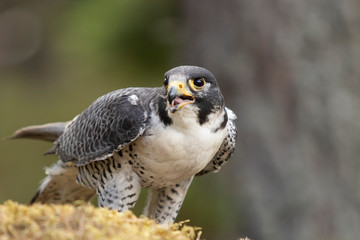 Peregrine Falcon