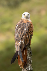 Red Kite
