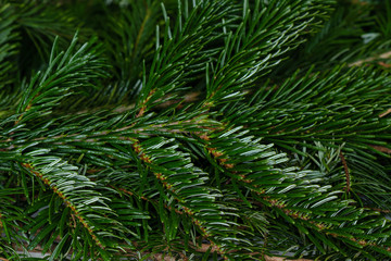 Closeup of  spruce branches selective focus. green Christmas background