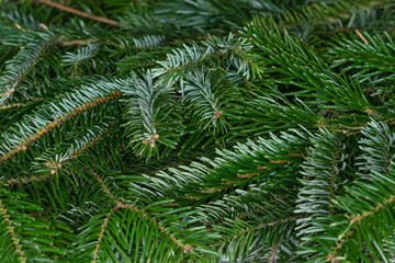 Closeup of  spruce branches selective focus. green Christmas background