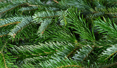 Closeup of  spruce branches selective focus. green Christmas background