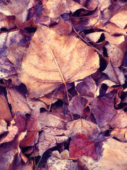 HOJAS DE OTOÑO SOBRE EL SUELO