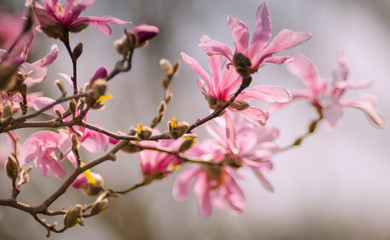 Fototapeta na wymiar Magnolien im Frühling