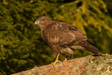 Common Buzzard / Buteo buteo