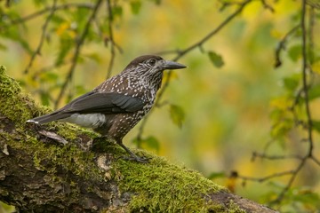 Eurasian Nutcracker / Nucifraga caryocatactes