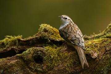 Eurasian Treecreeper, Certhia familiaris