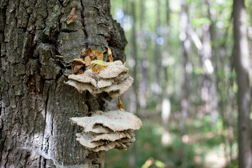 Brown mushroom