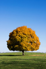 colorful leaves on a tree in the fall