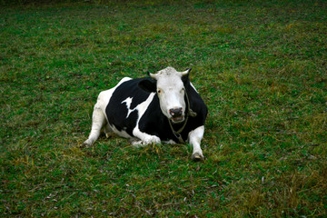 ? dairy cow with white and black lies on a green meadow in rural areas.