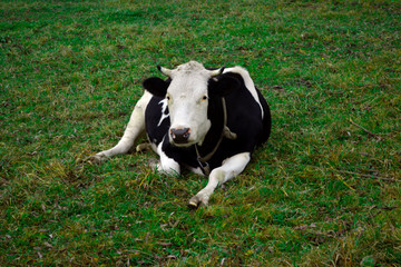 ? dairy cow with white and black lies on a green meadow in rural areas.