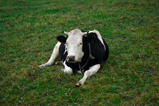 ? dairy cow with white and black lies on a green meadow in rural areas.
