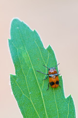 leaf beetle - Coptocephala cf. unifasciata