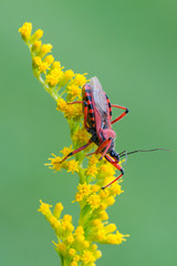 a bug - Rhynocoris iracundus