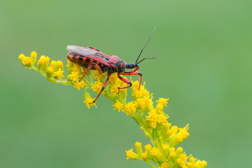 a bug - Rhynocoris iracundus