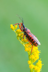 a bug - Rhynocoris iracundus
