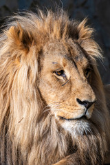 The lion (Panthera leo)