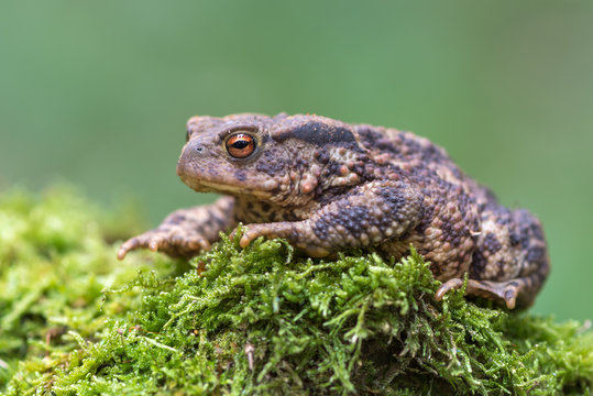 toad - bufo bufo