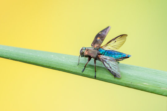 Chrysobothris Images Browse 36 Stock Photos, Vectors, and Video