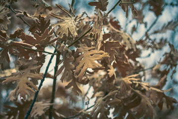 Dry leaves on the tree in autumn.