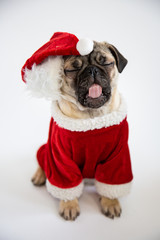 Cute pug puppy yawning and wearing santa hat and costume