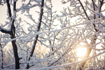 tree branches in the snow Sunny winter day