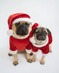 Two cute pug puppies wearing santa hats and costumes