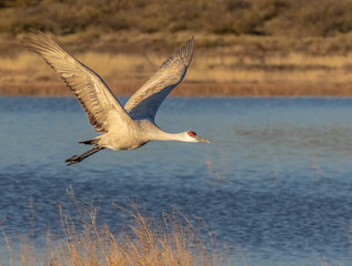 Sandhill crane in flight over pond at Bosque del Apache National Wildlife Refuge, San Antonio, New Mexico