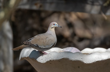 White-winged dove at water source, Rio Grande Nature Center State Park, Albuquerque, New Mexico