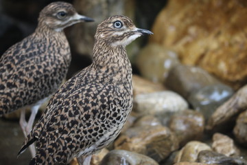 Vogel