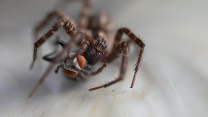 Spider killing fly