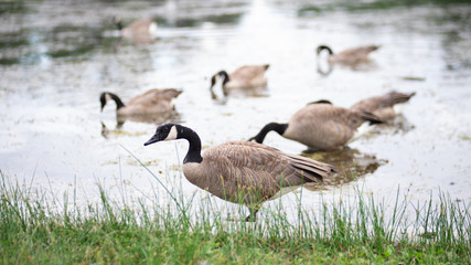 family of geese