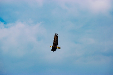 eagle in flight