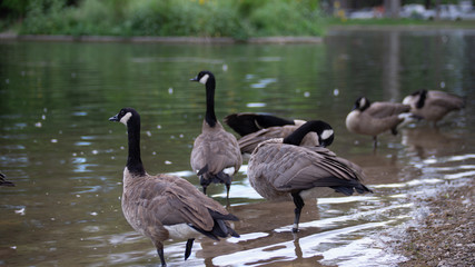 Fototapeta premium canadian geese next to lake