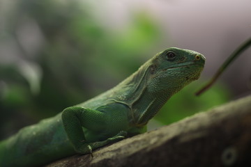 Basilisk