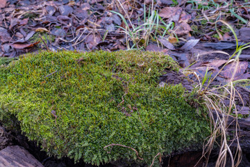 Forest moss growing on rotten wood